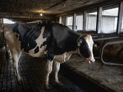 Cow in a barn